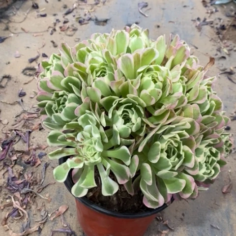 白凤多肉植物023