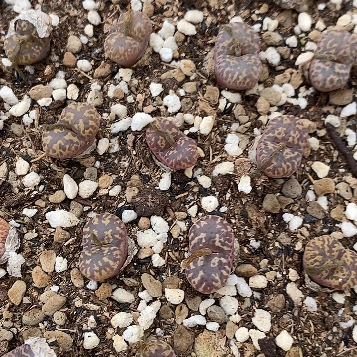 单头紫红勋章1颗。