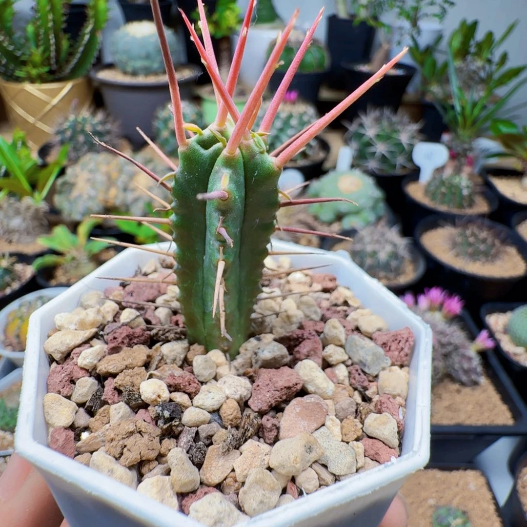 无花朵猛刺麒麟脱土发货