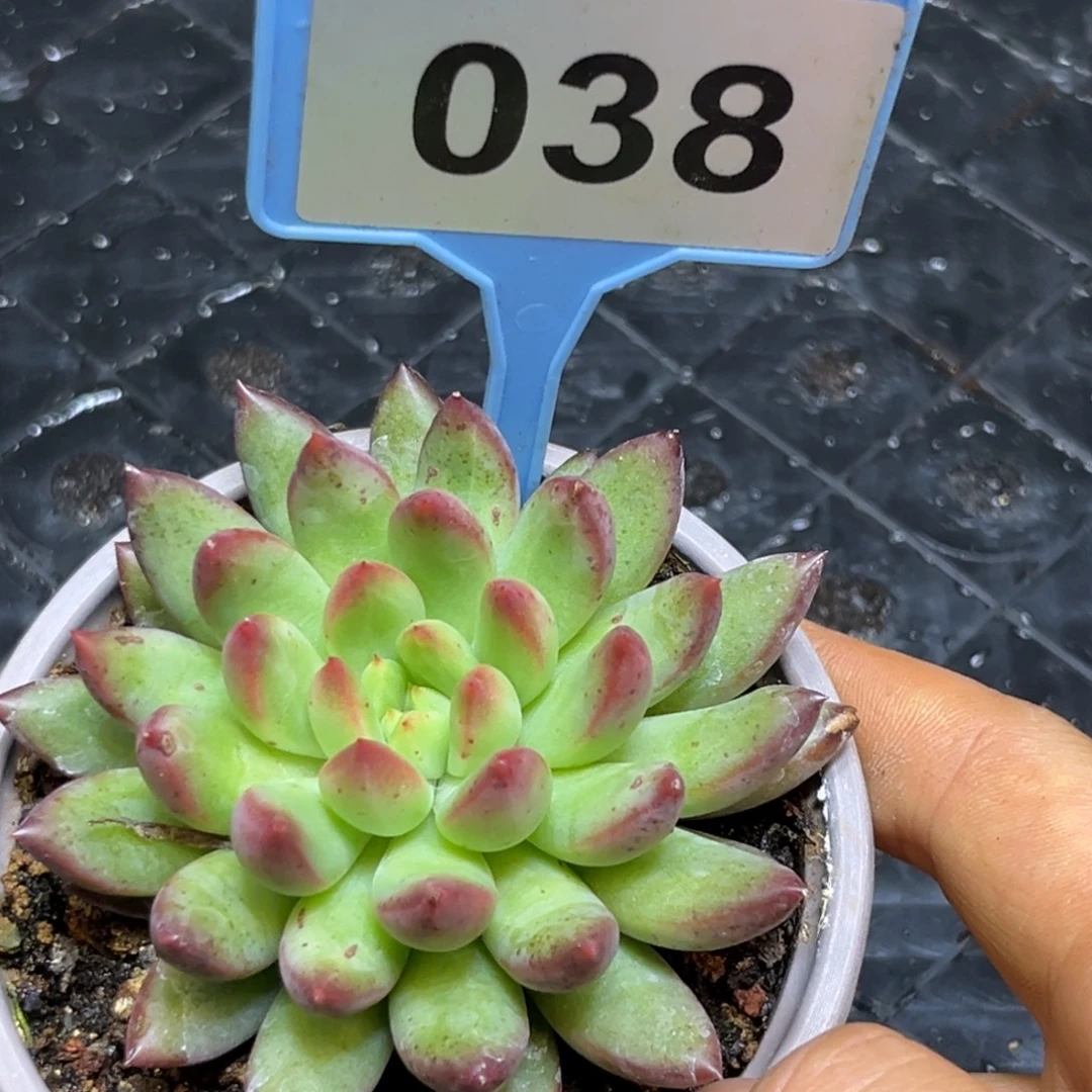 多肉植物紫米露038