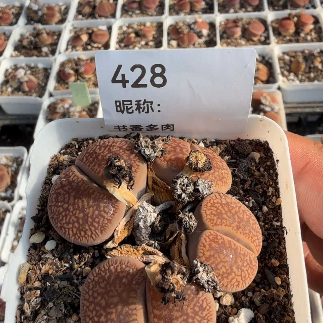 汤***氏多肉植物多肉植物