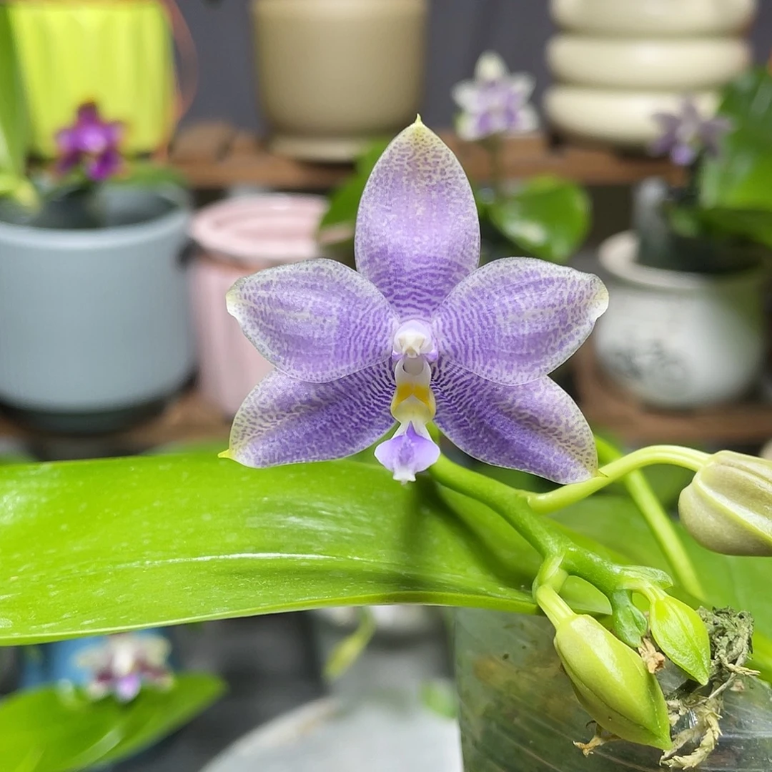 完全开放Yw08开花株