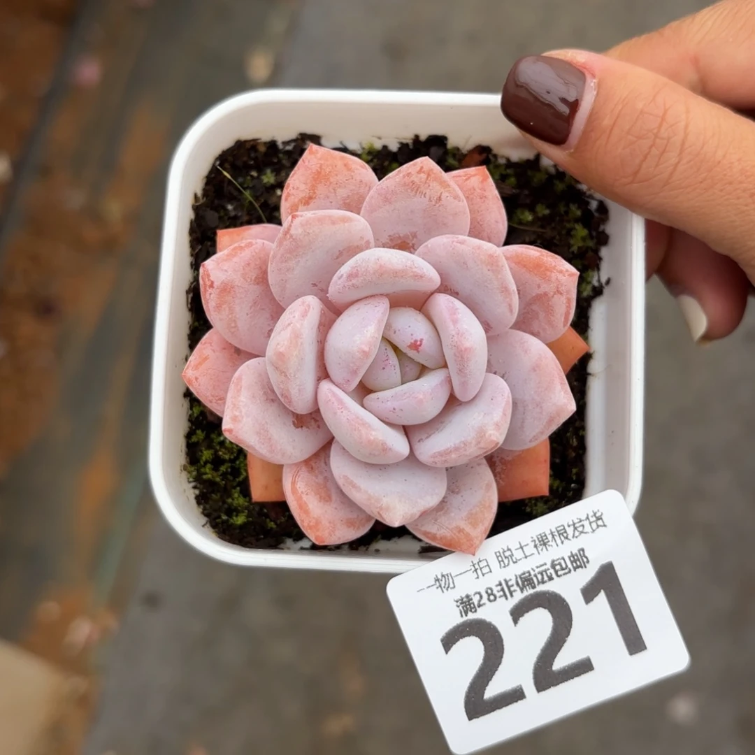 奶盖单头无盆土发货