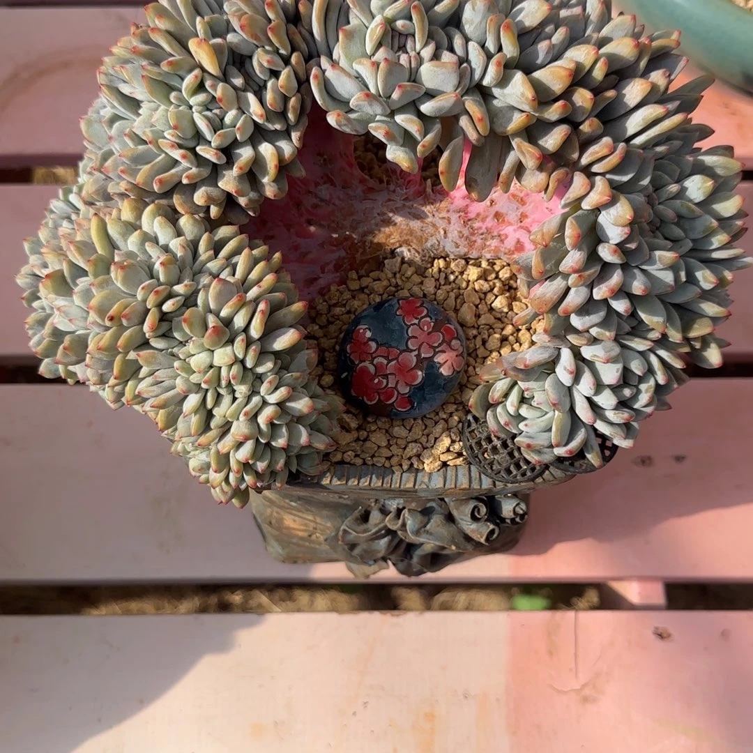 毛***姐1.1精品橙梦路树缀一物一拍