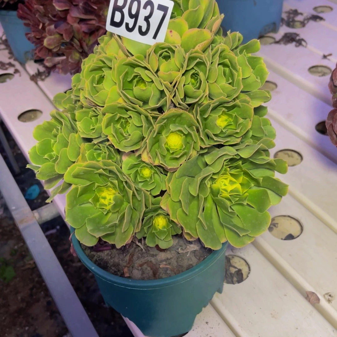 辛尼亚法师7//////45包邮