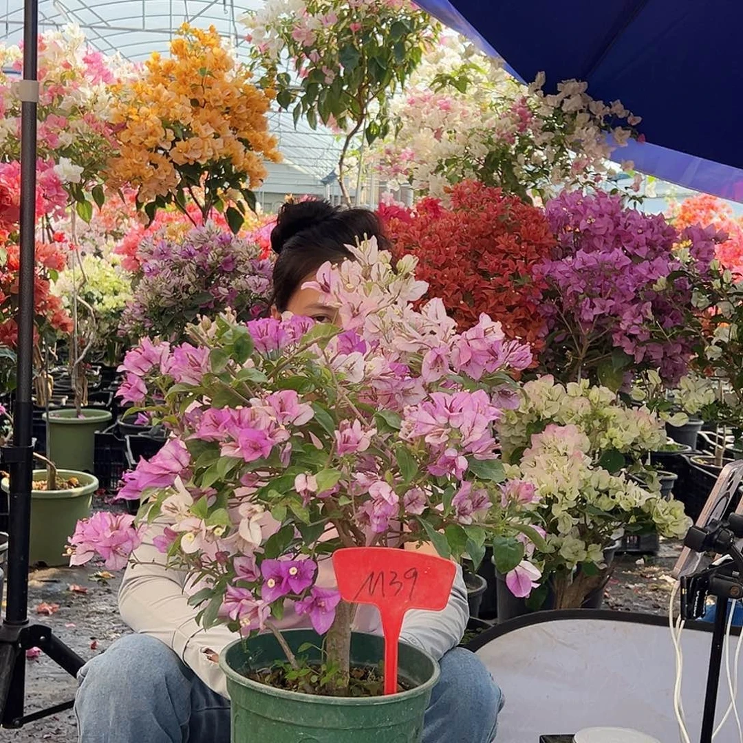 萍***逢大部分花苞少量开放M39雪紫