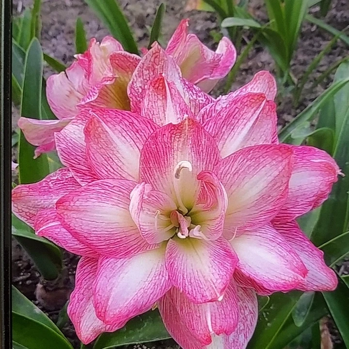 一叶扁舟朱顶红3厘米