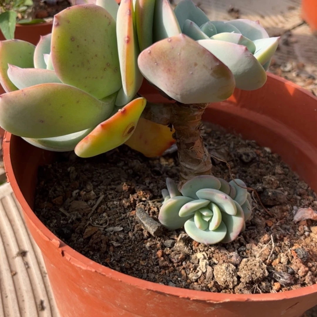 【闪购商品】无花朵爱*活