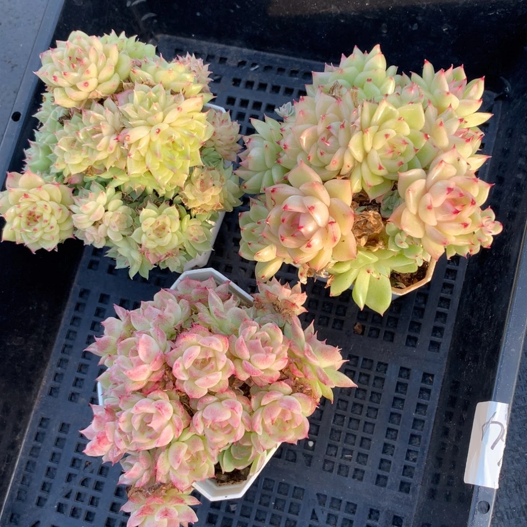 1120-16 套餐一组