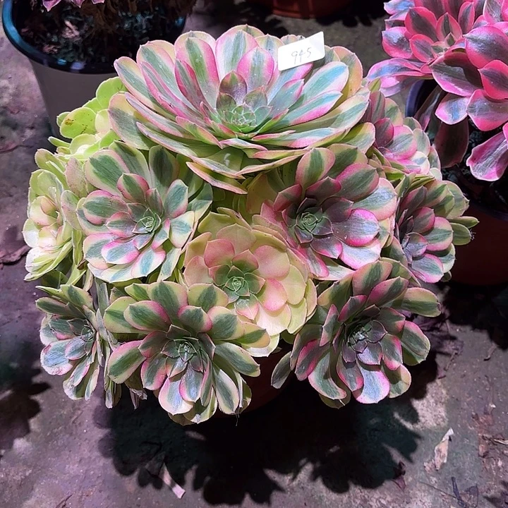 多肉植物雨荷00945