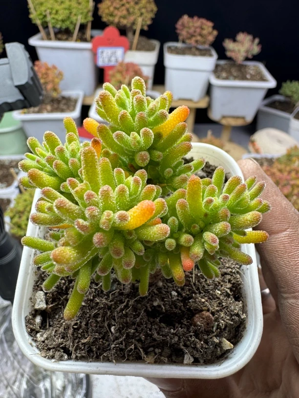 冰川冰川 一物一拍