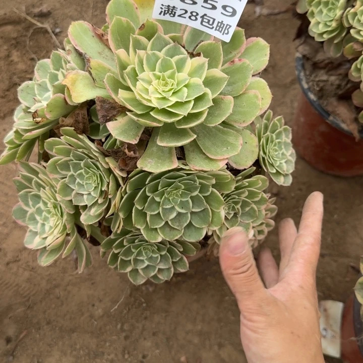 5859二号棚万花筒N