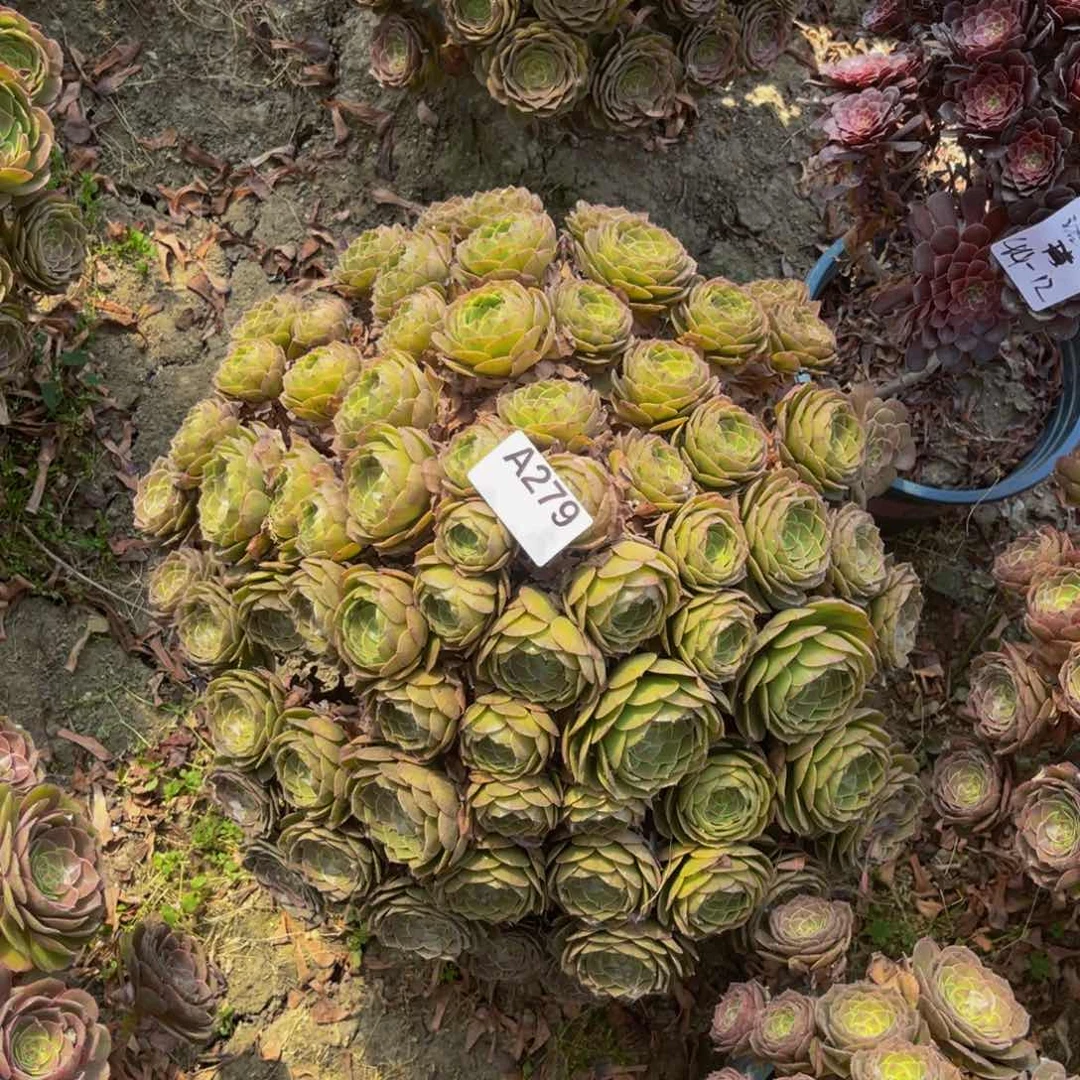 万圣节法师朵朵3-12