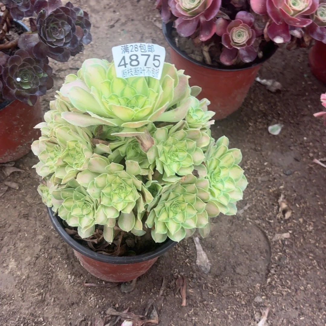 M. 4875韶华多肉1，ba