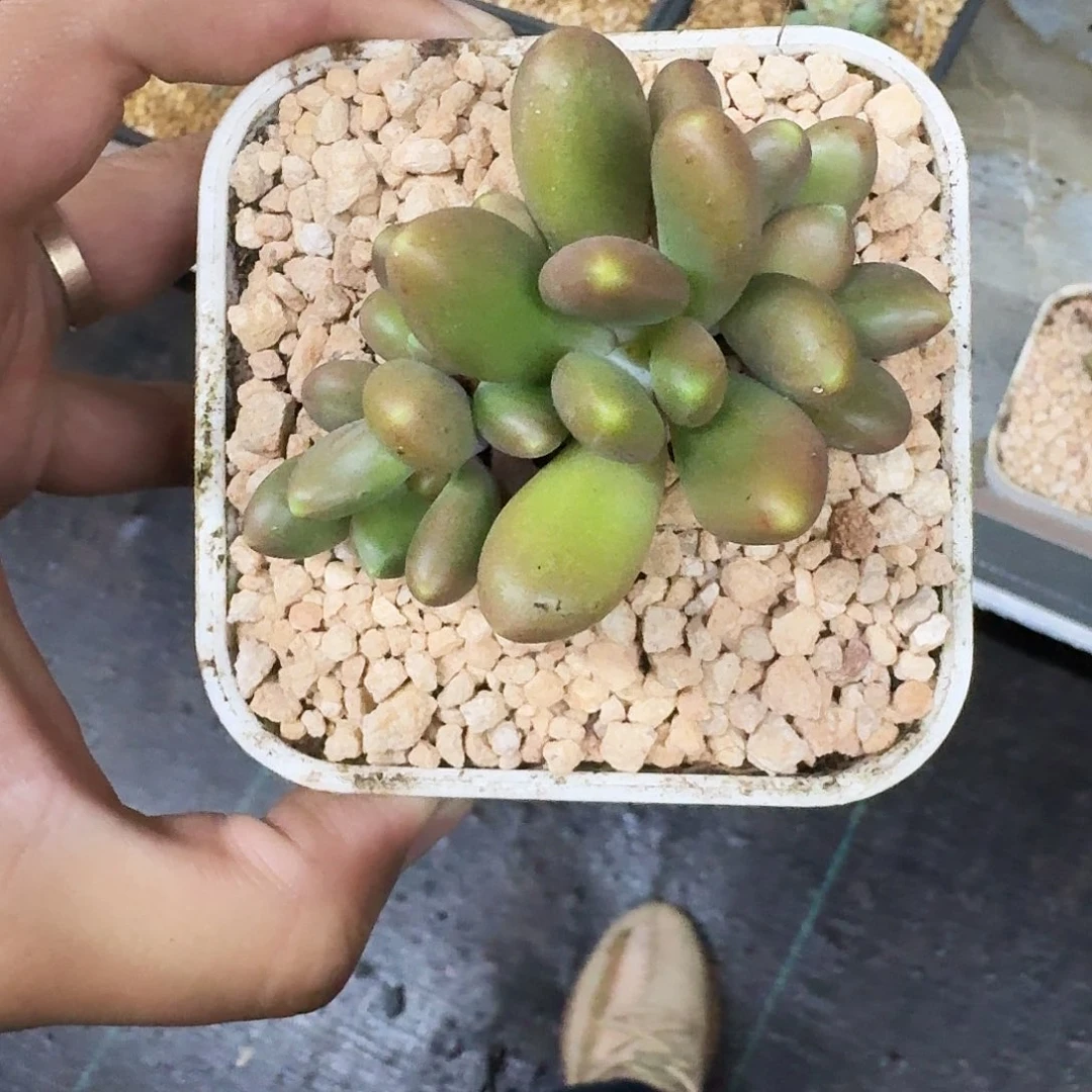 金吉拉 4头  一物一拍