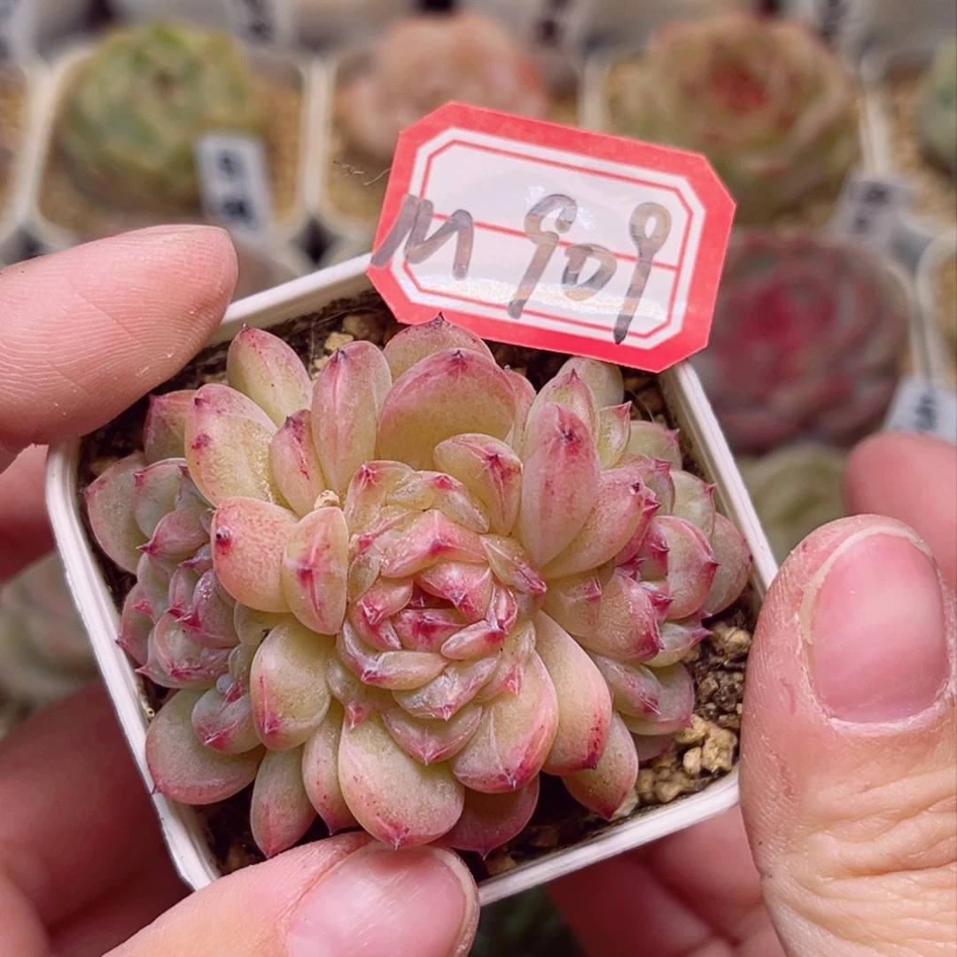 M909 一物一拍 精选孤品珍妮