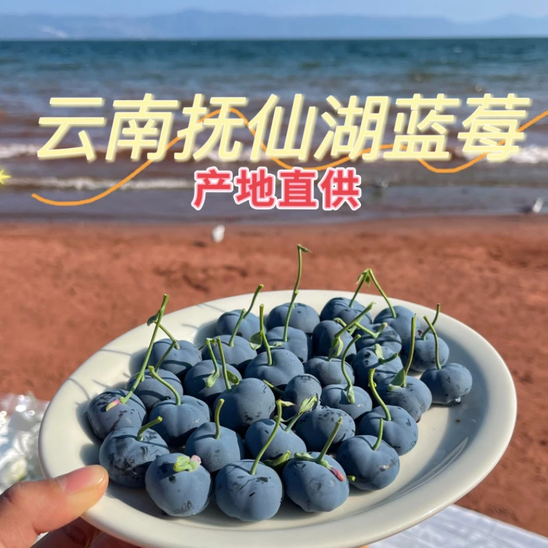 云南澄江蓝莓蓝莓直播正宗高山蓝莓新鲜采摘鲜果产地直发蓝莓鲜果