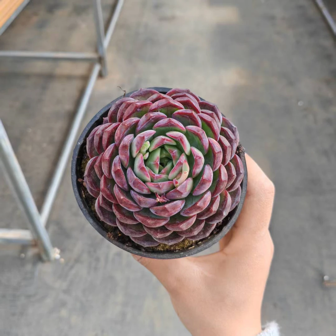 10#忍者神龟多肉植物 前男友精品多肉