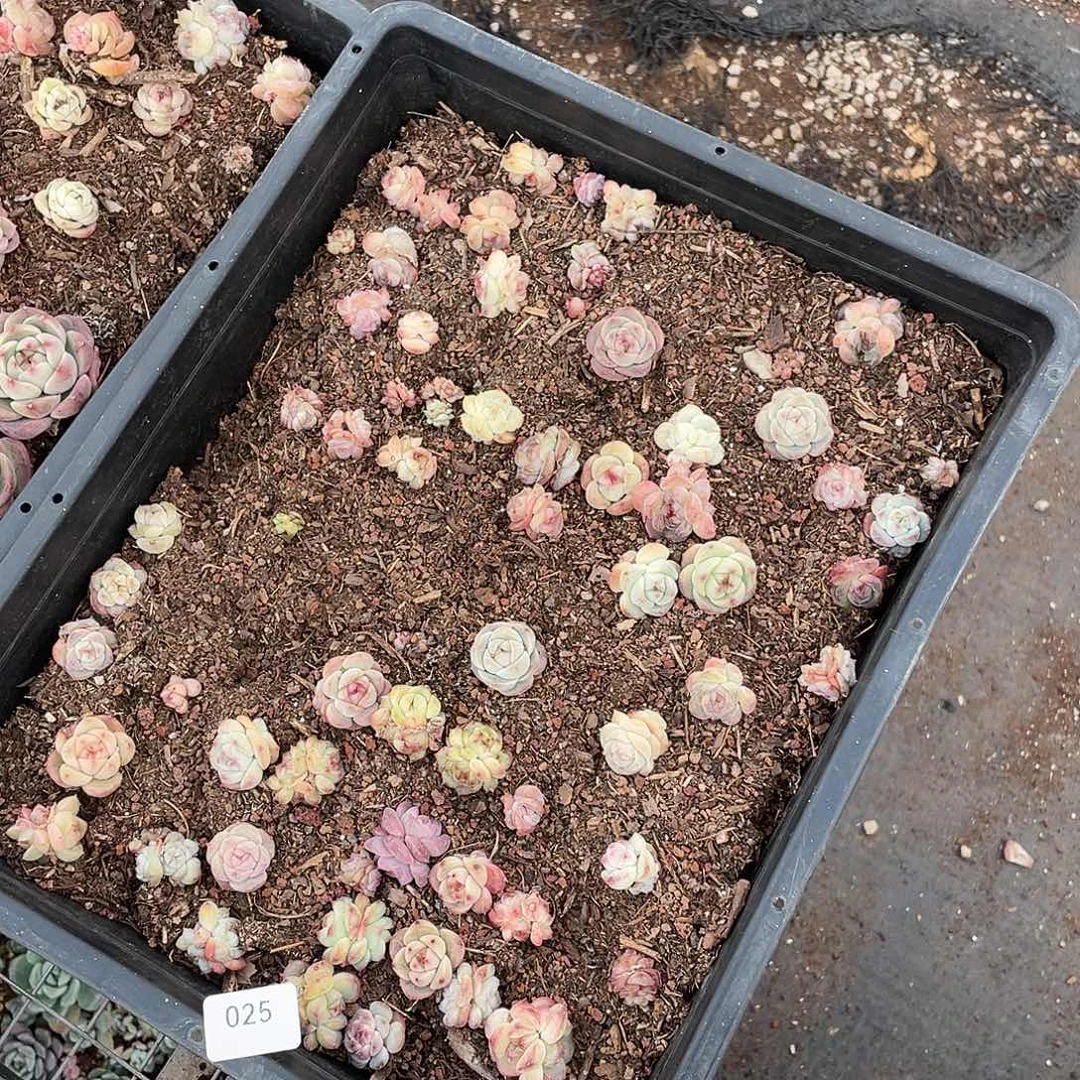 安***井025。 定。