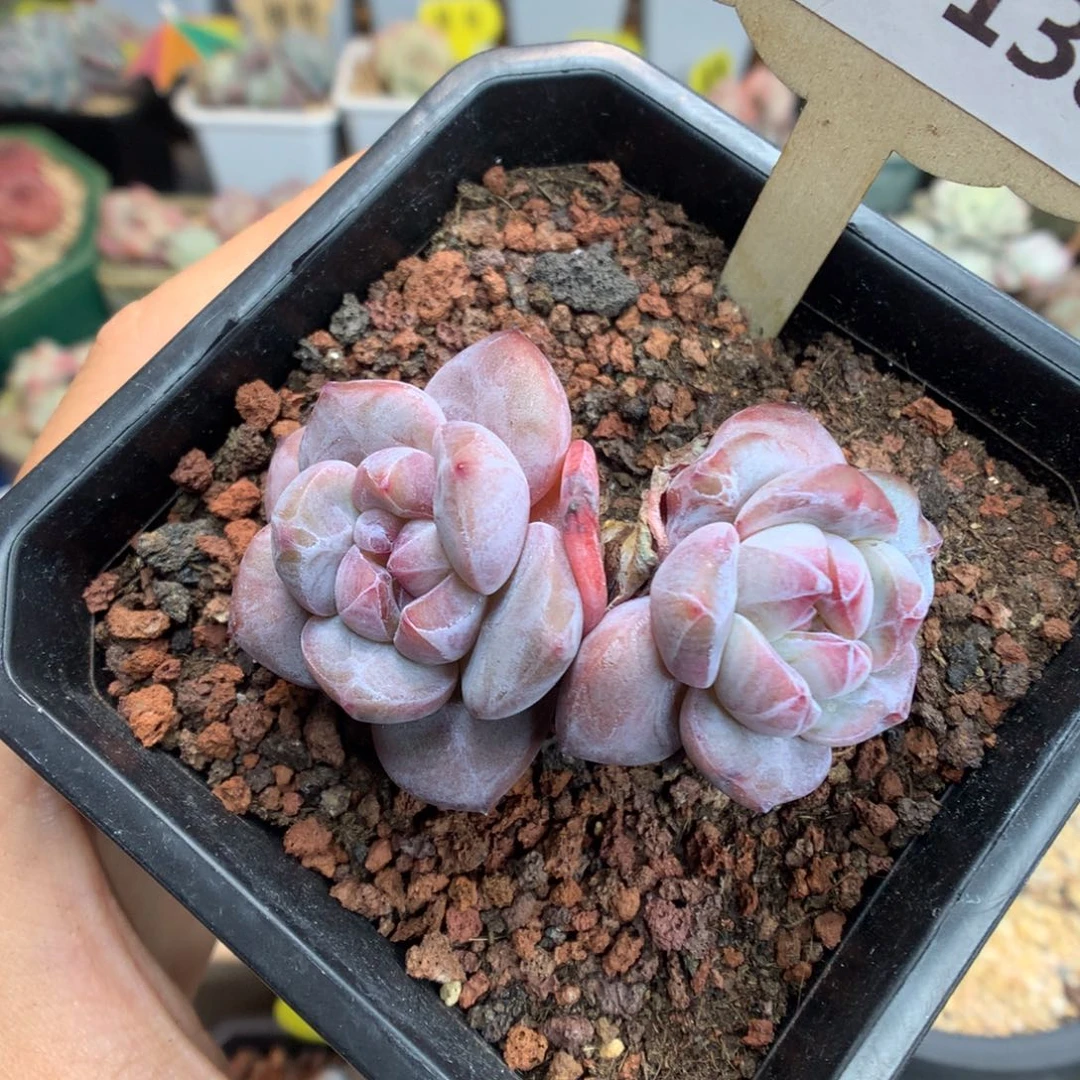 138双头星影多肉植物