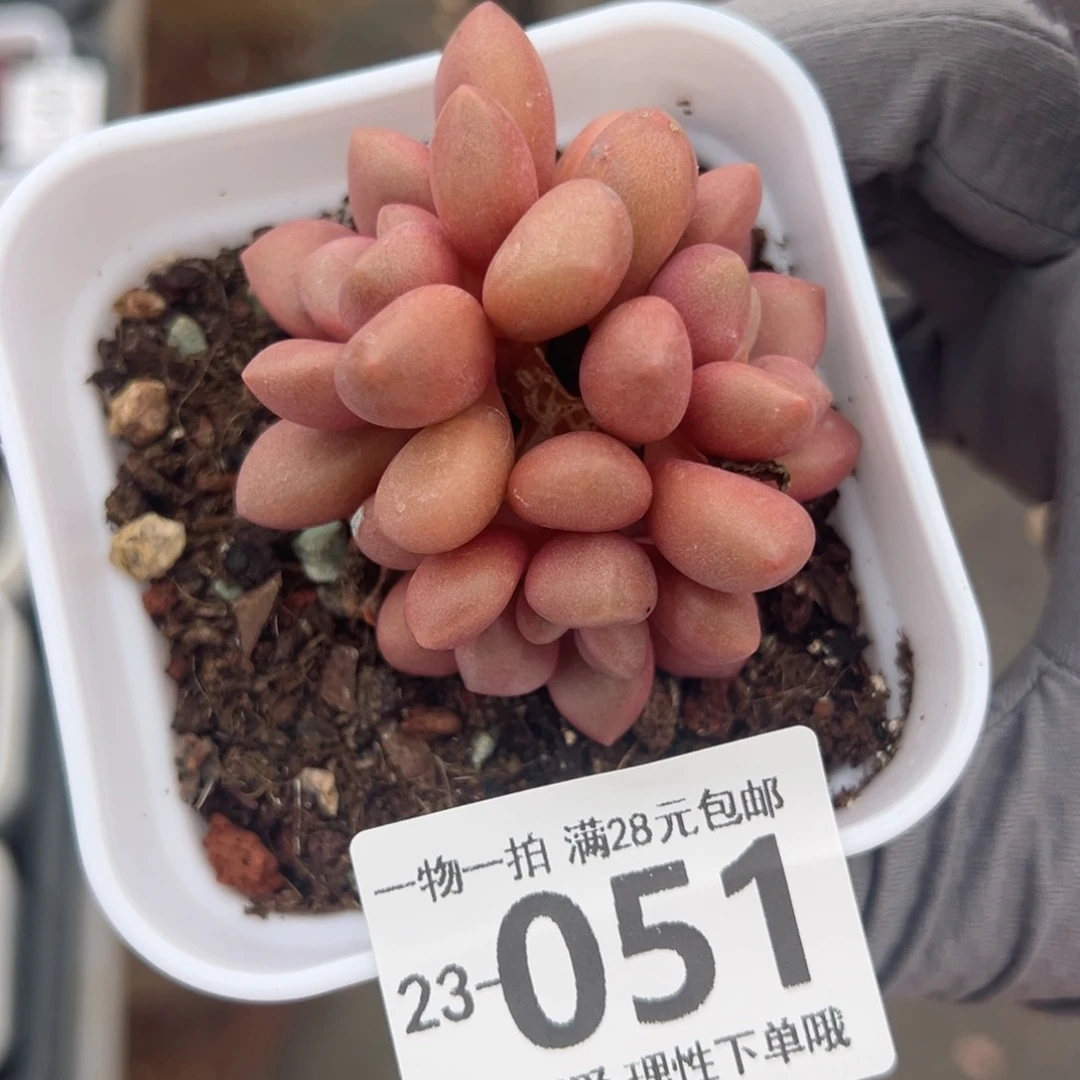 先锋派，多肉多肉多肉多肉