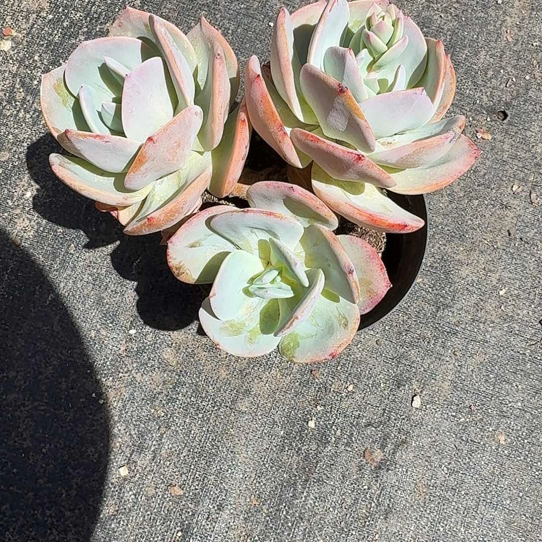 粉凤三头大号多肉植物