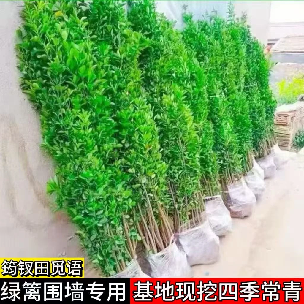 围墙篱笆植物大叶北海道黄杨苗冬青树苗四季常青耐寒庭院绿篱树苗