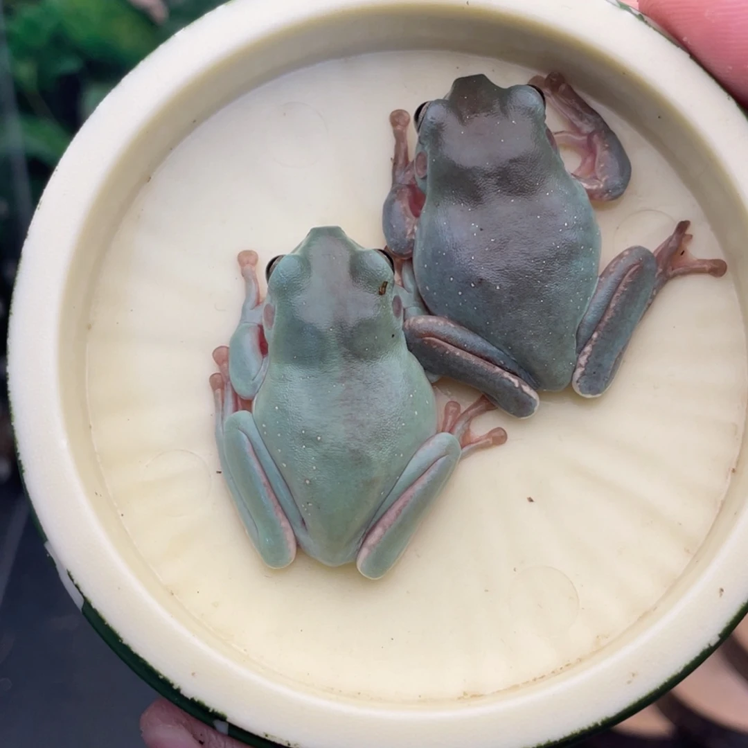 老爷树蛙10号买1送1，瑕疵蓝