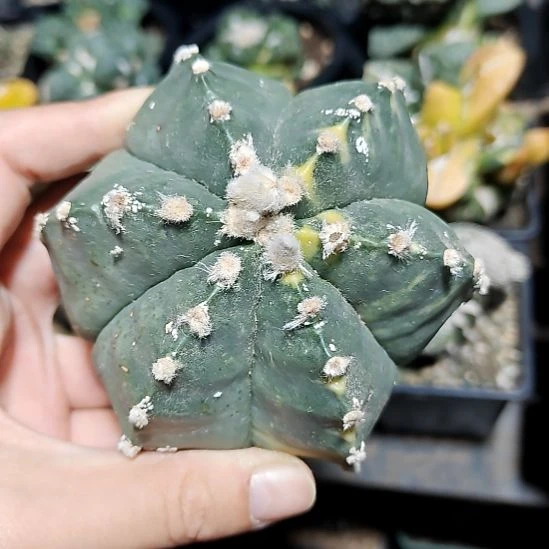 龟甲鸾凤玉锦可落地
