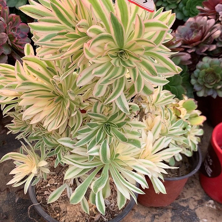 多肉植物汐颜153号