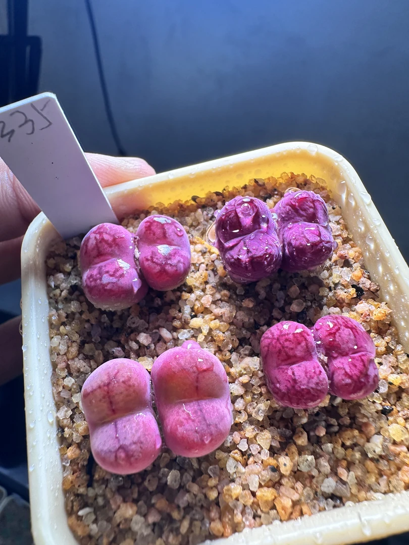 335多肉植物生石花一颗