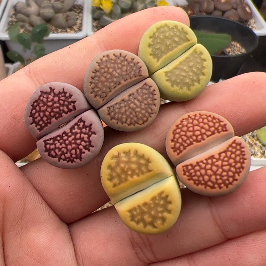 0170号巴里5颗 多肉植物