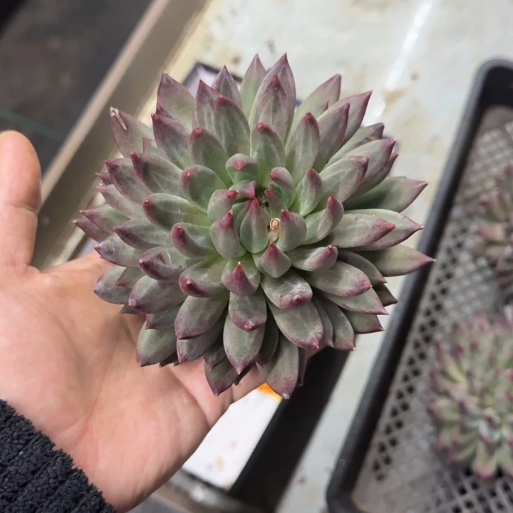 可***了紫镜单头 一物一拍