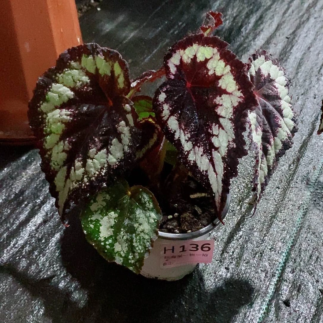 不开花植物C*秋海棠136