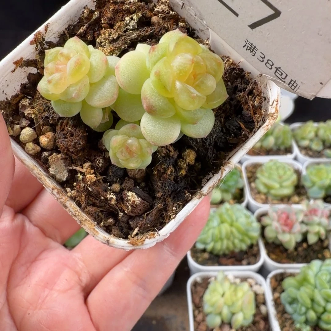 甜心三头群27号一颗