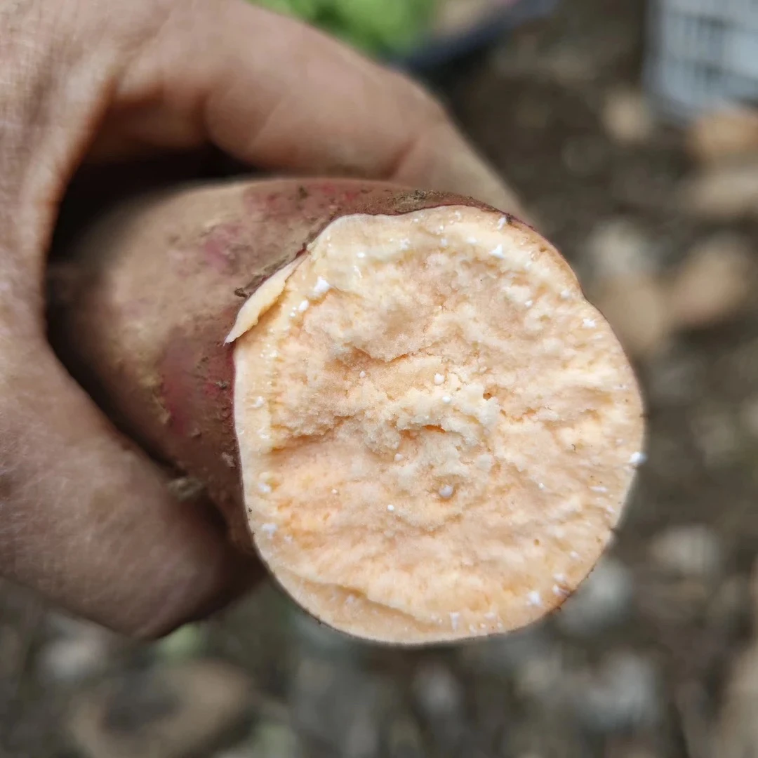 【黄心红薯】湘西农家黄心红薯/大小混发/带泥发货