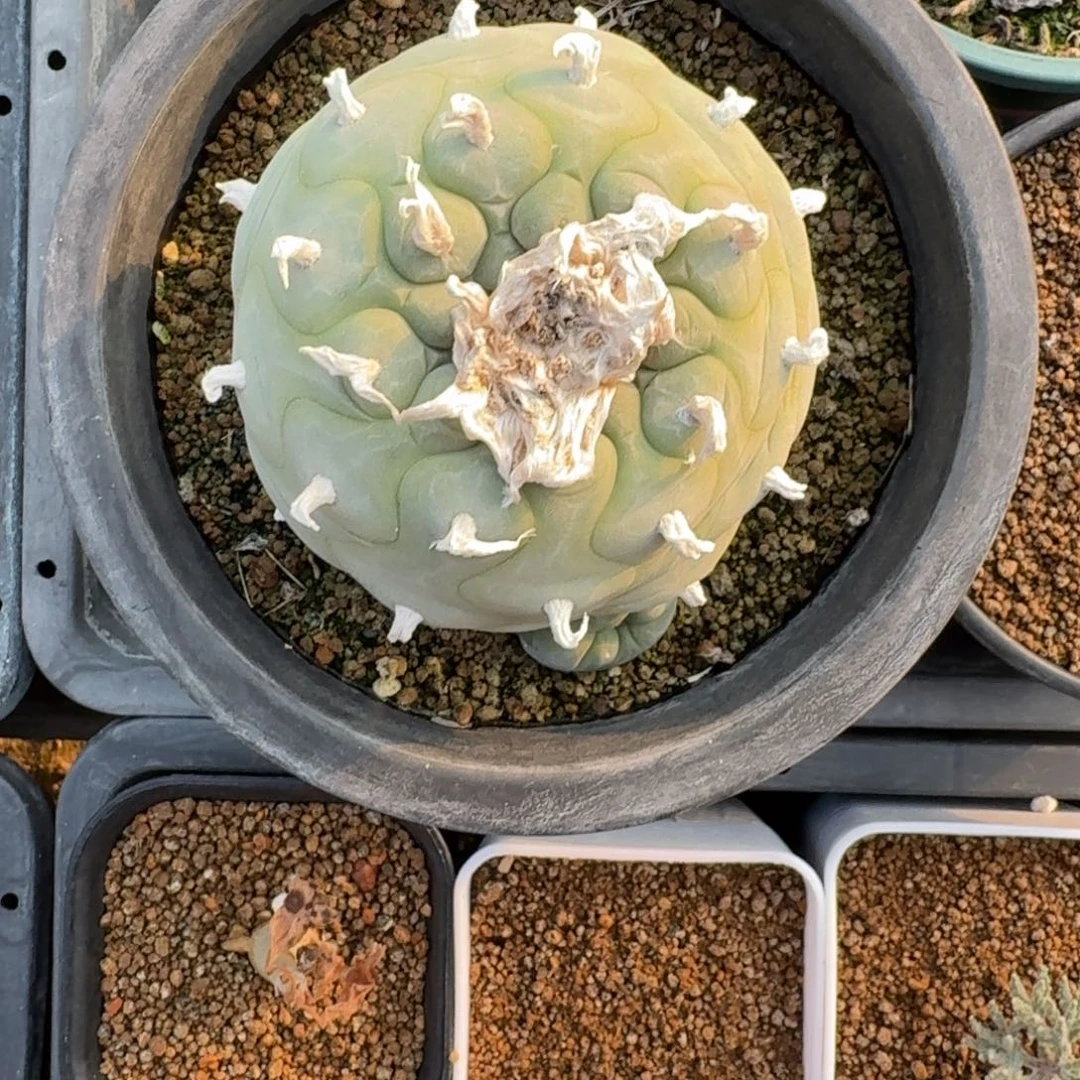 翠海鲜仙人球多肉植物