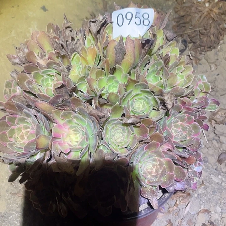 指***沙多肉植物法师958安娜