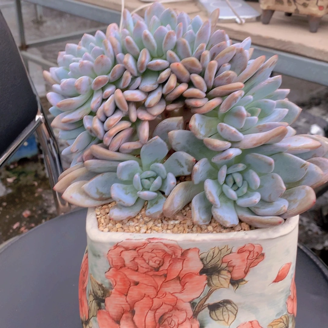 毛***猫逸园精品多肉奥橙缀