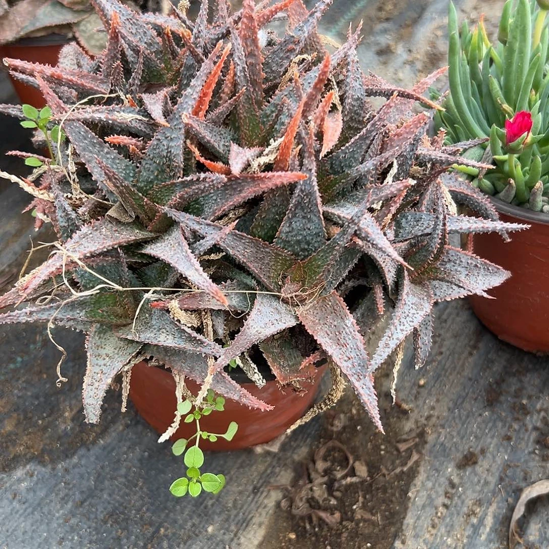 多肉植物蟒蛇芦荟