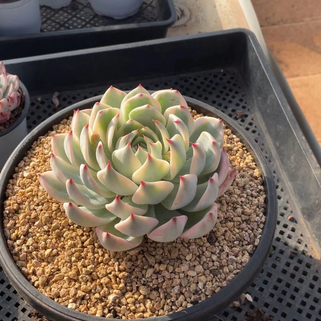 眼***石淘多肉吉娃娃锦一个