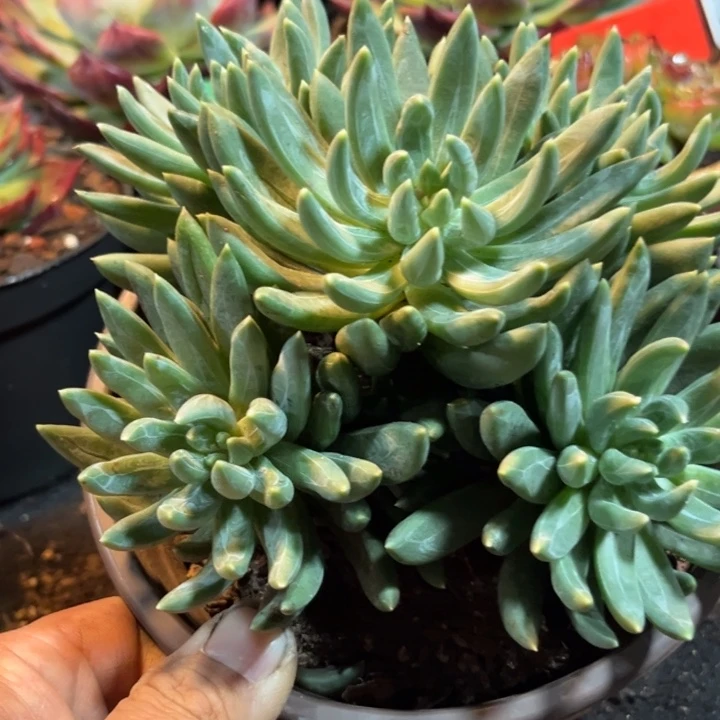 炫彩星一物一拍包装收缩花旱
