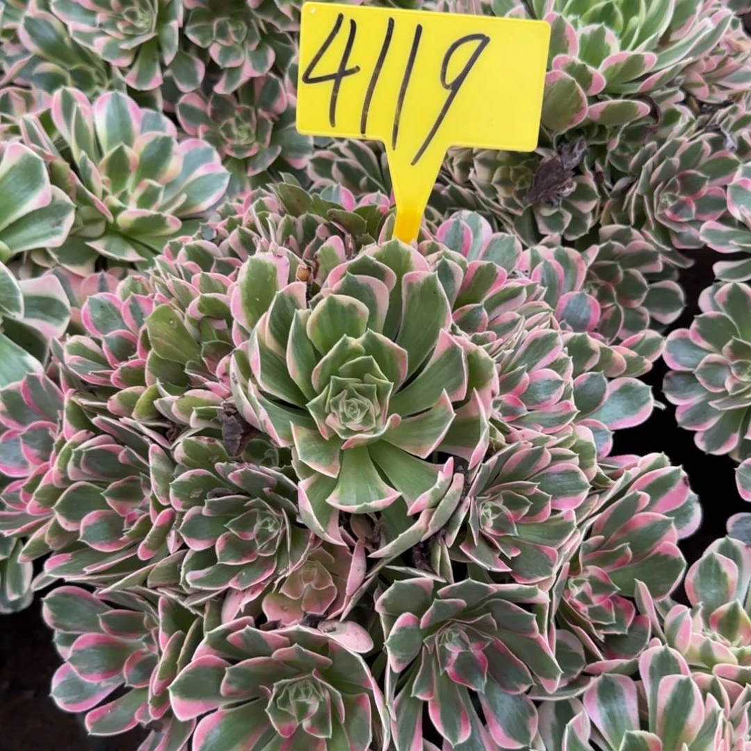 4119--+多头多肉植物女神多头