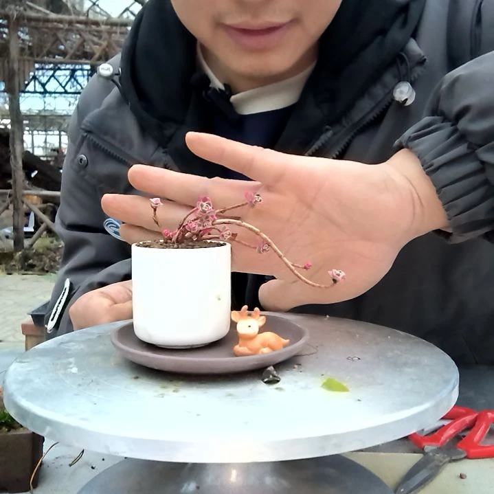 好**连小盆景小植物一物一拍170