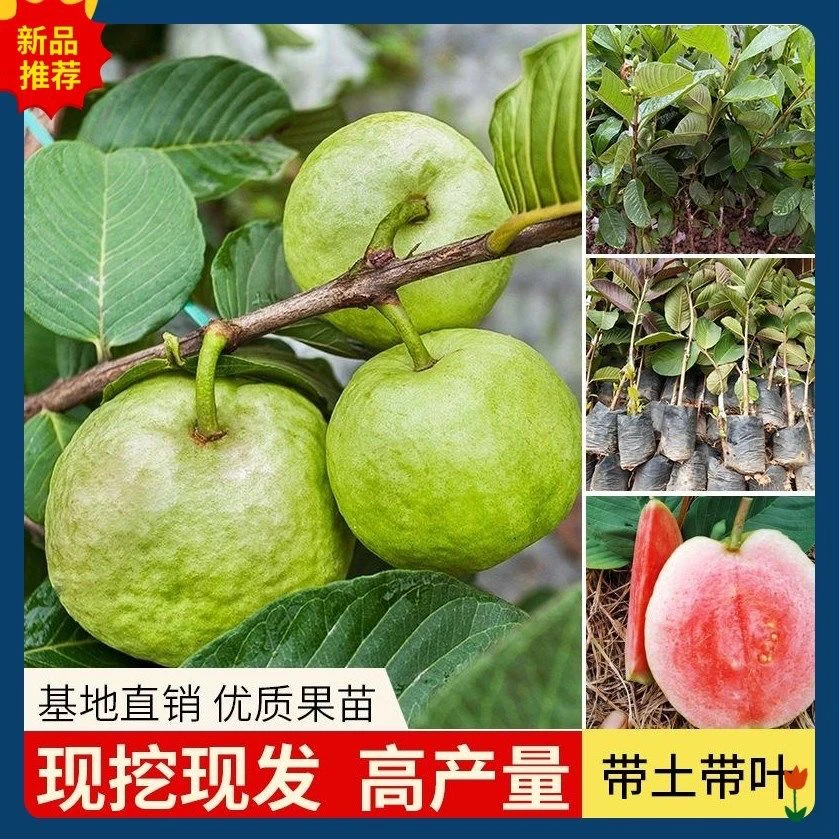 芭乐番石榴果树苗盆栽地栽四季奶油正品花园南北方种植正宗番石榴