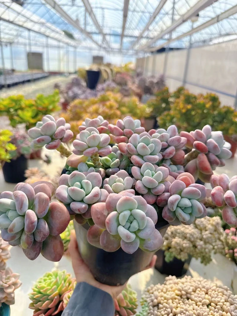 【大香水红洛神】脱土发货云南维维新手好养心花怒放空气多肉盆栽