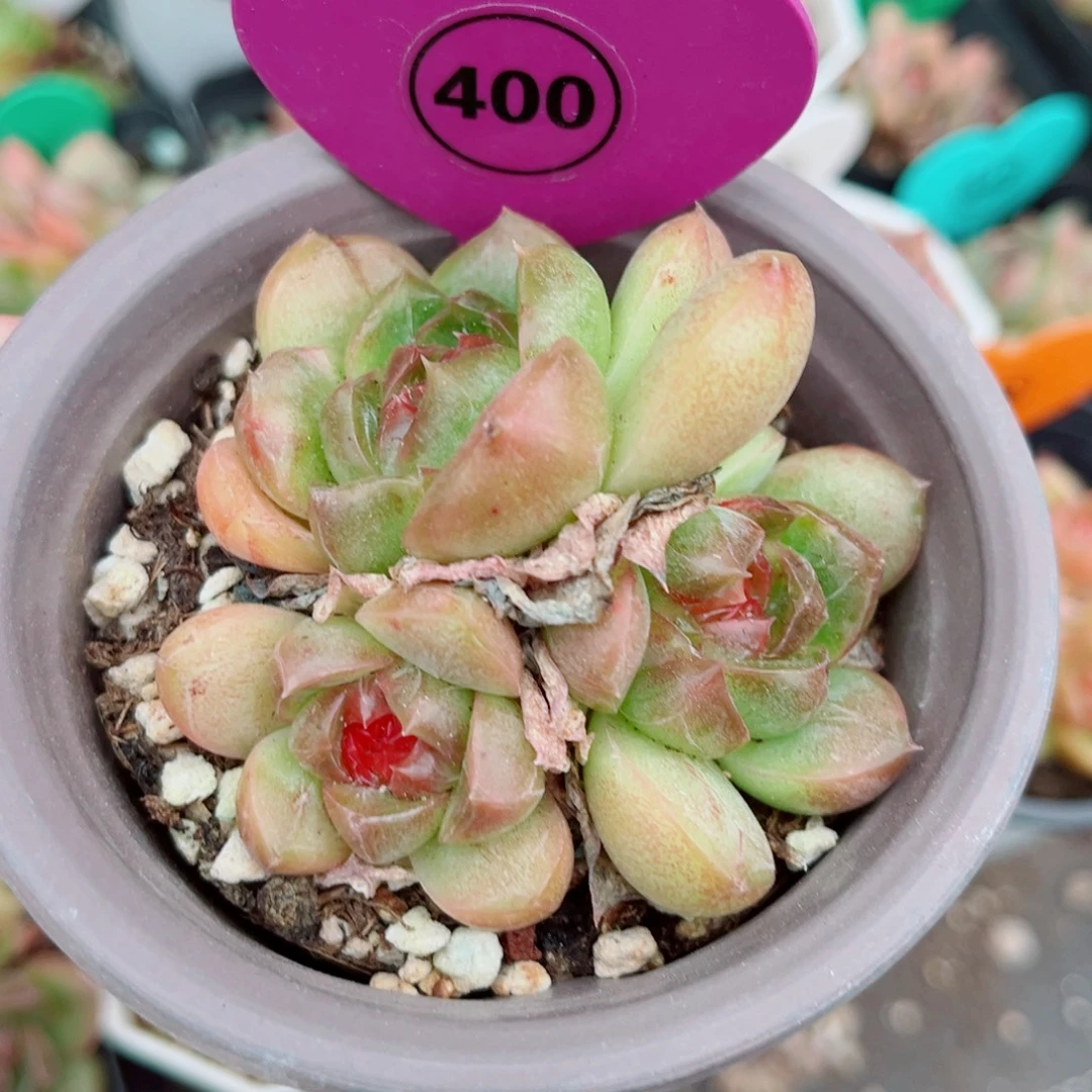 400号小老桩珍妮群