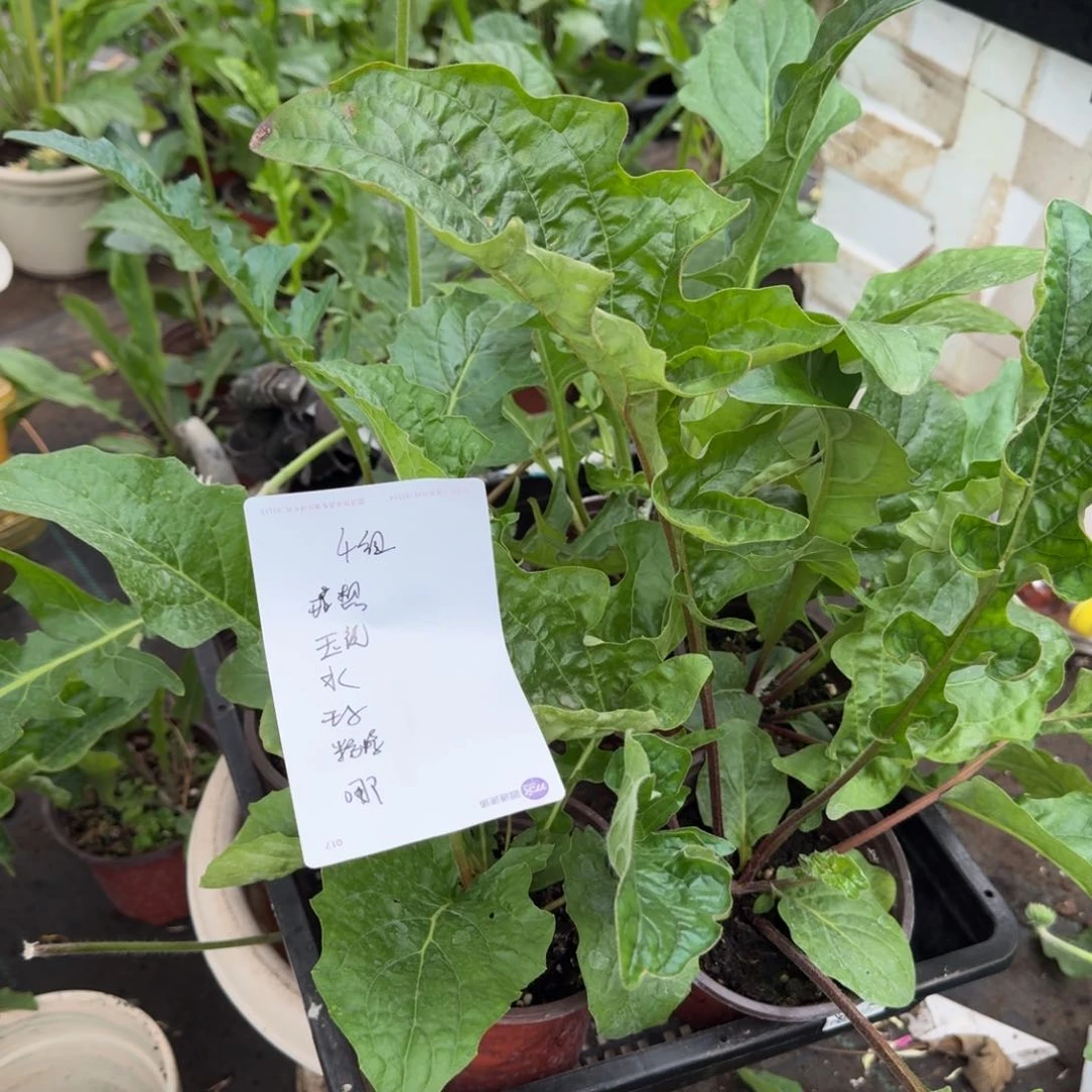 无花朵4理想玉镜哪吒水蜜桃王子粉蝶