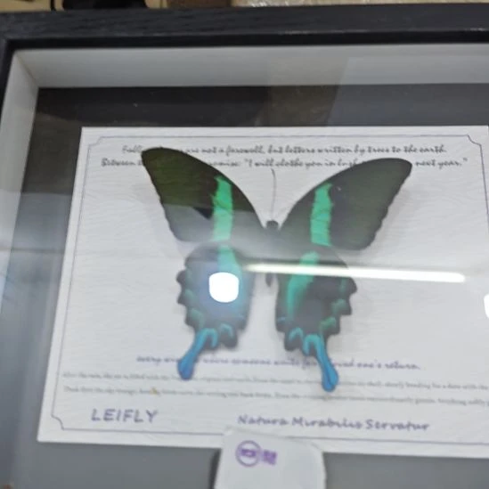 腿***腿蝴蝶标本定制080号