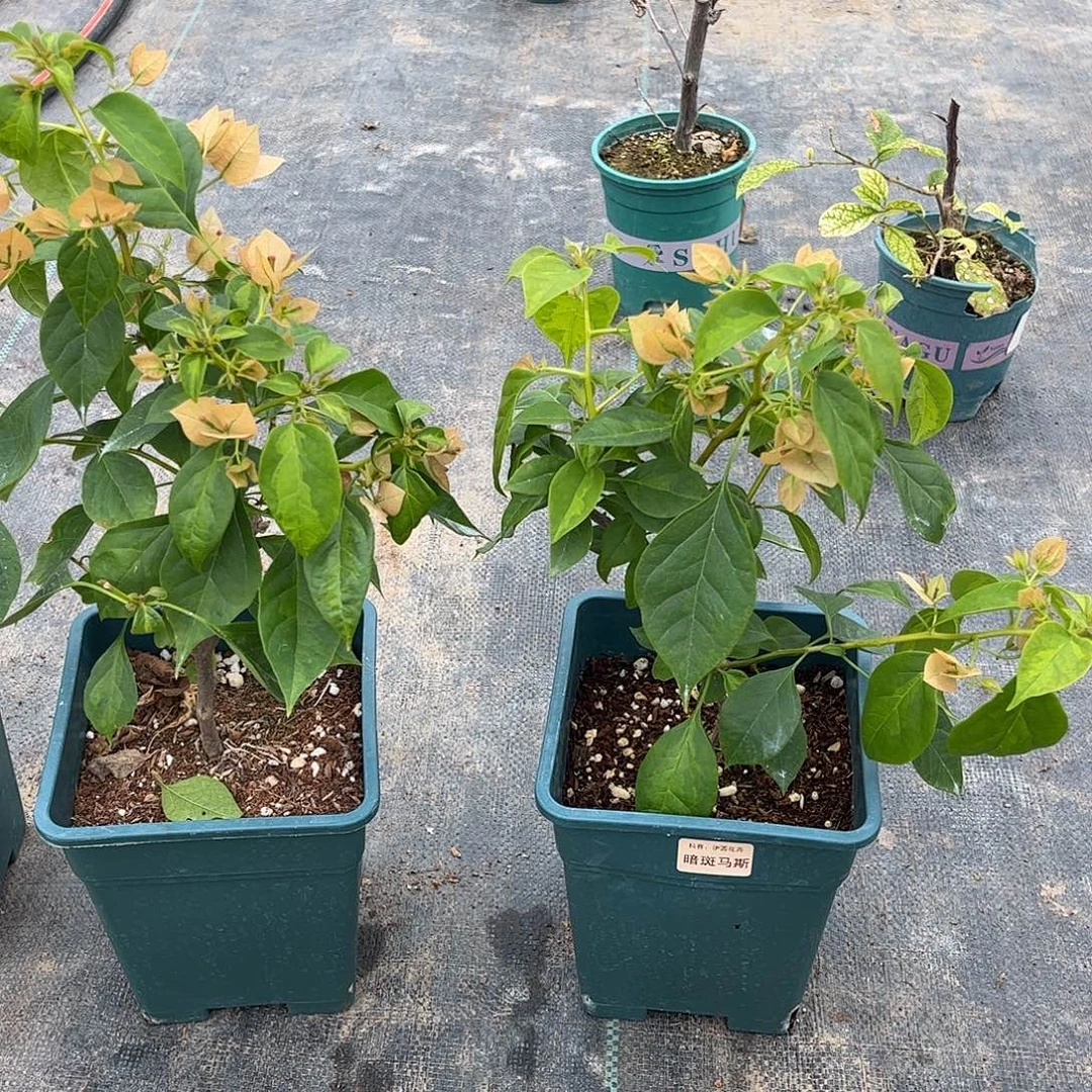 当前无花栽培后可以开花【暗斑马斯一颗】随机发货福利款不售后